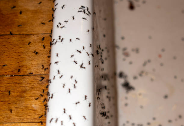 Best Best Pest Control Companies  in Arnold, MO